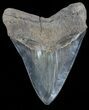 Serrated, Megalodon Tooth - Gorgeous Tooth #56510-2